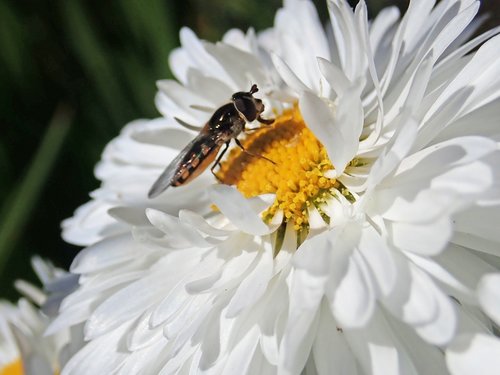 hover fly  insect  flower