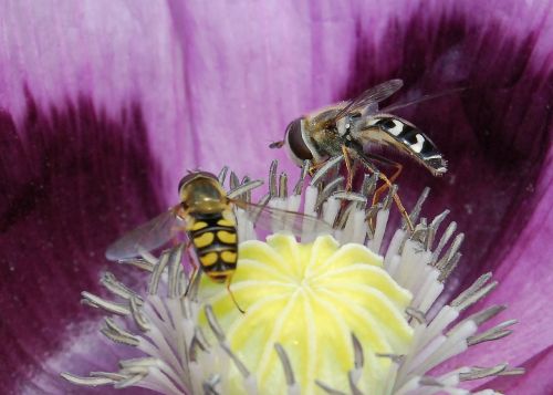 hover fly insect close-up