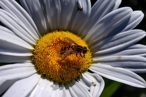 hover fly  insect  marguerite