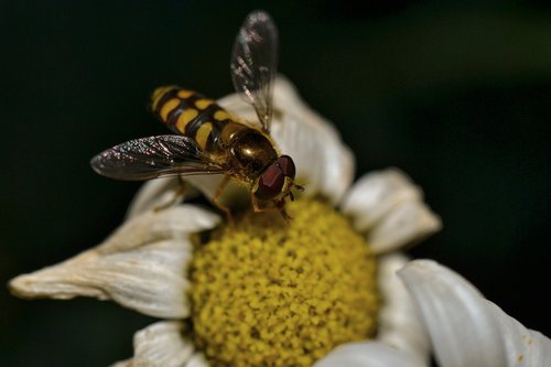 hover fly  wing  nature