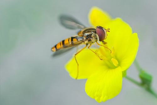 hover fly insect nature