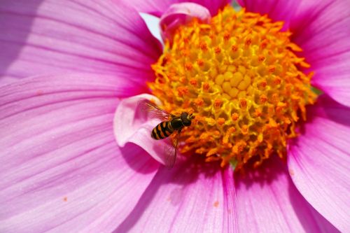 hoverflies cosmos pollen