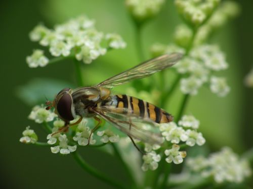 hoverfly dill blossom blossom