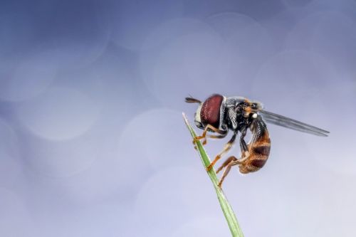 hoverfly insect macro