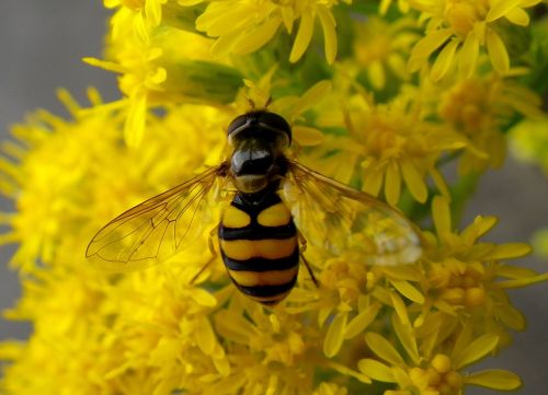 hoverfly insect macro