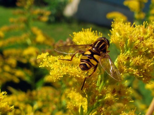 hoverfly fly insect