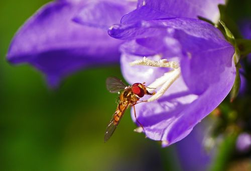 hoverfly bellflower stamens