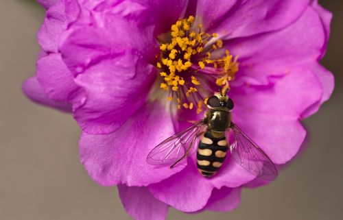 hoverfly garden flower