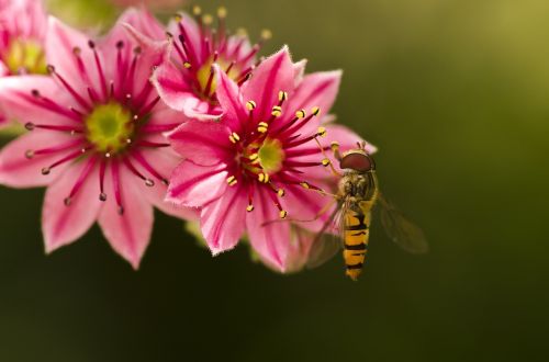 hoverfly houseleek garden