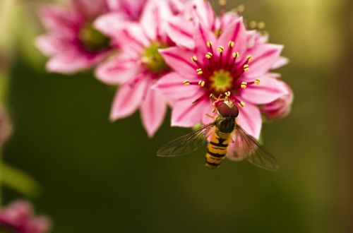 hoverfly houseleek garden