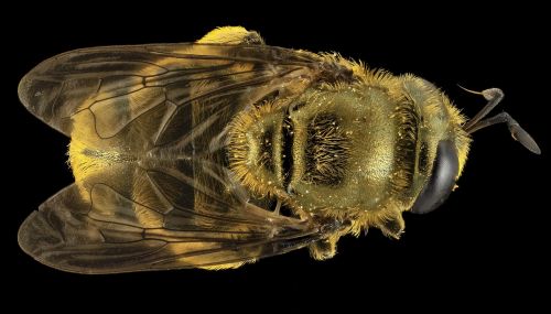 hoverfly insect macro