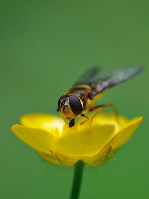 hoverfly insect forage