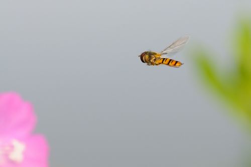 hoverfly insect fly