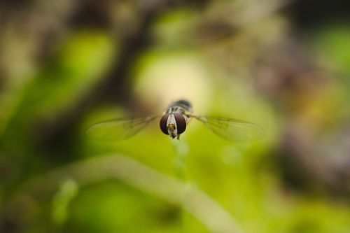 hoverfly fly macro