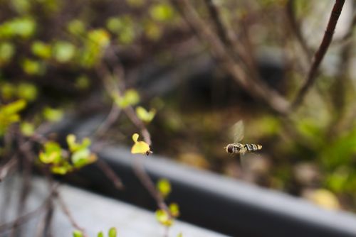 hoverfly insect flying