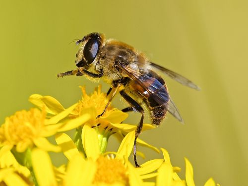 hoverfly fly blossom