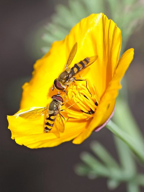 hoverfly fly insect