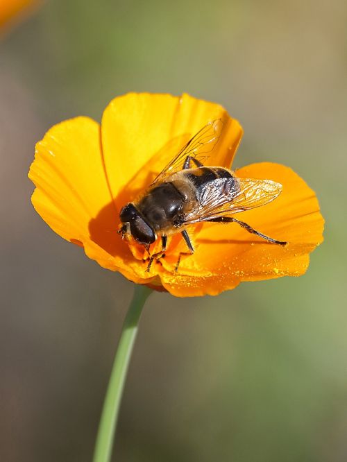 hoverfly fly insect