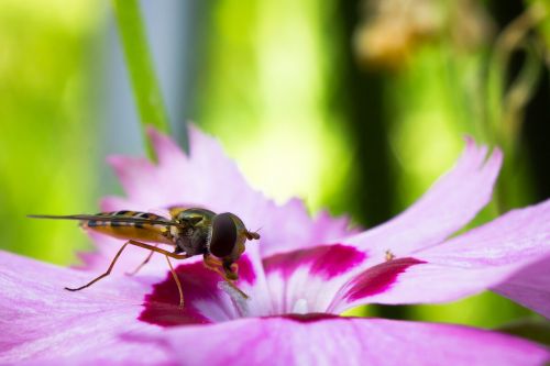 hoverfly syrphide insect