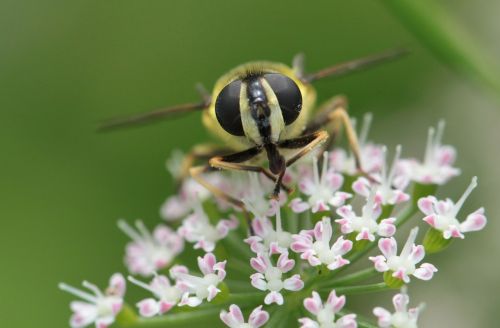 hoverfly wasp fly