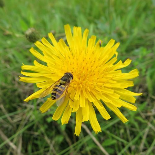 hoverfly fly yellow