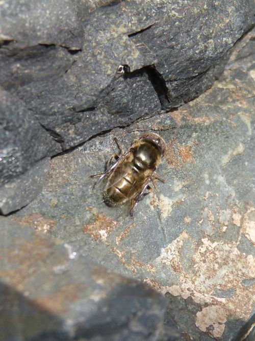 hoverfly fly iridescent