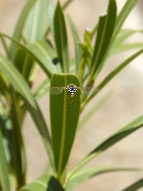 hoverfly oleander insect in flight