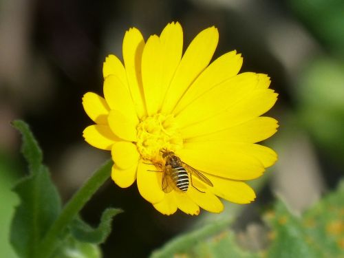 hoverfly false bee libar