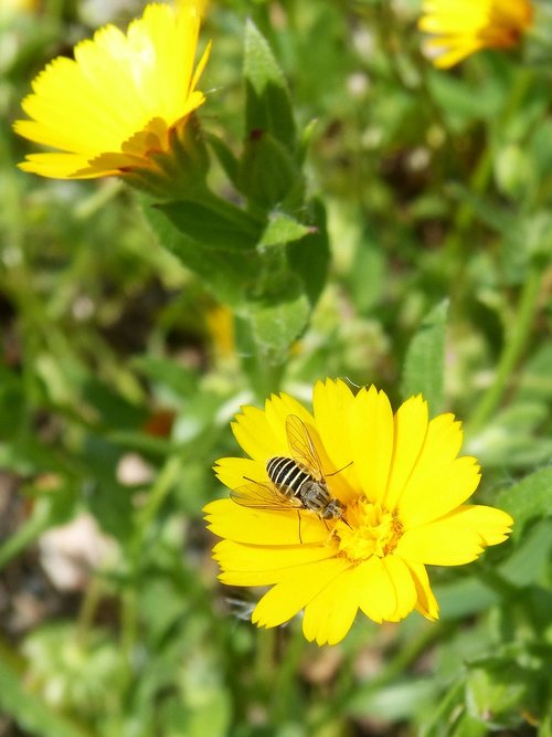 hoverfly  false bee  libar