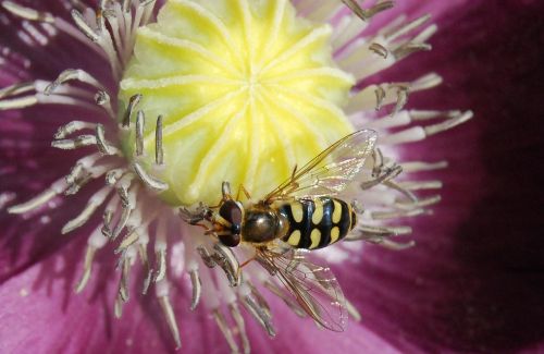 hoverfly fly insect