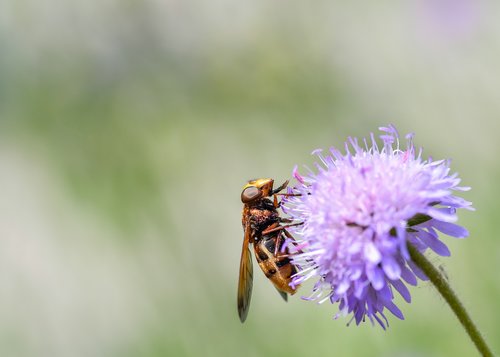 hoverfly  forage  pollen