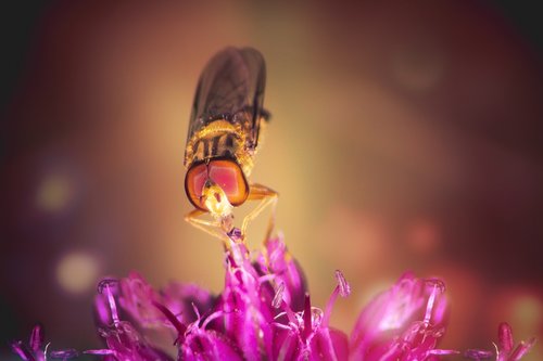 hoverfly  standing fly  schwirrfliege