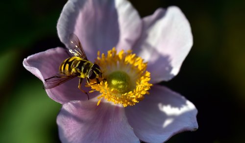 hoverfly  anemone  summer