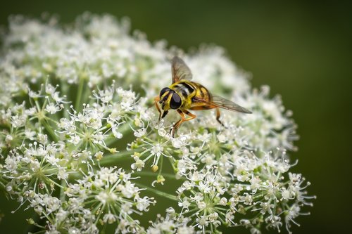 hoverfly  insect  inflorescence