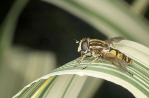 hoverfly wildlife insect