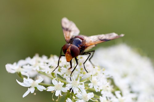 hoverfly  close up  macro