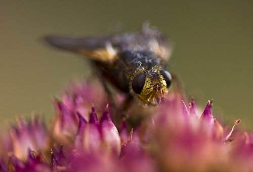 hoverfly  fly  insect