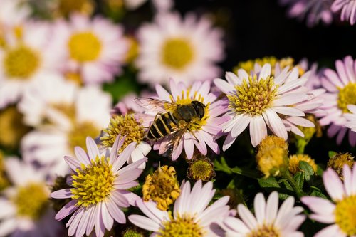 hoverfly  flowers  macro