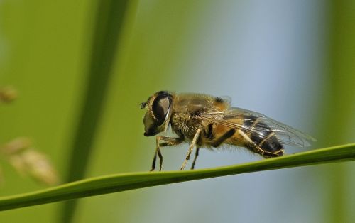 hoverfly insect macro