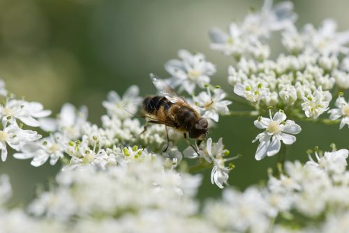 hoverfly flower fly blossom