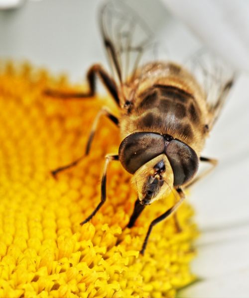 hoverfly insect nature