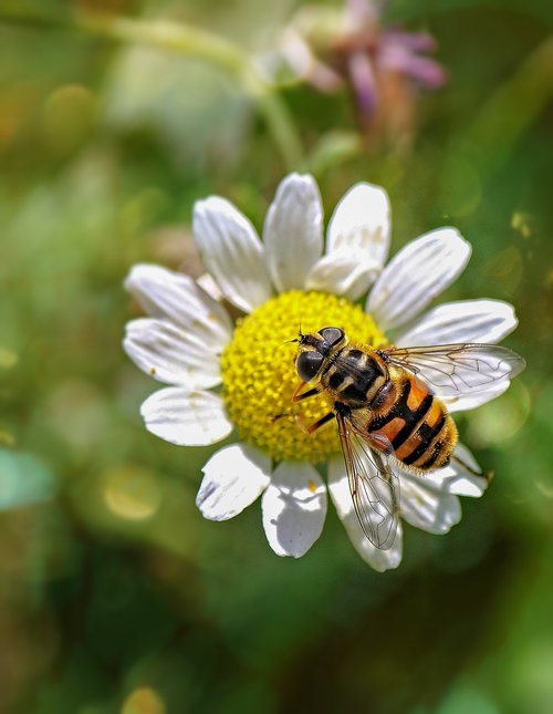 hoverfly  insect  nature