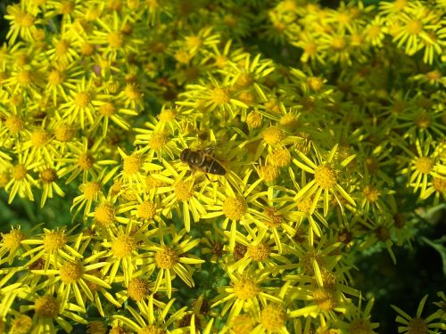 hoverfly flower nature