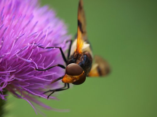 hoverfly  insect  nature