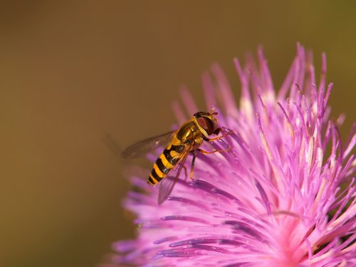 hoverfly  animal  insect