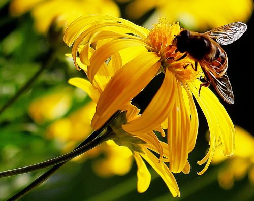 hoverfly nectar yellow