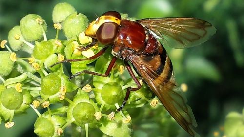 hoverfly insect close