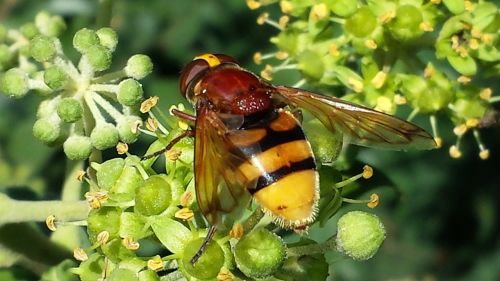 hoverfly insect nature