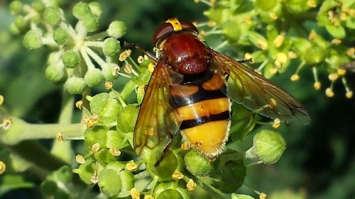 hoverfly insect pollination