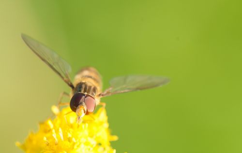 hoverfly insect yellow